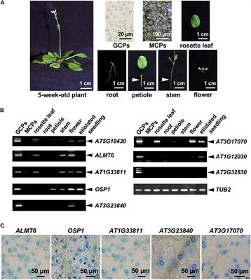 Identification of Genes Preferentially Expressed in Stomatal Guard Cells of Arabidopsis thaliana and Involvement of the Aluminum-Activated Malate Transporter 6 Vacuolar Malate Channel in Stomatal Opening